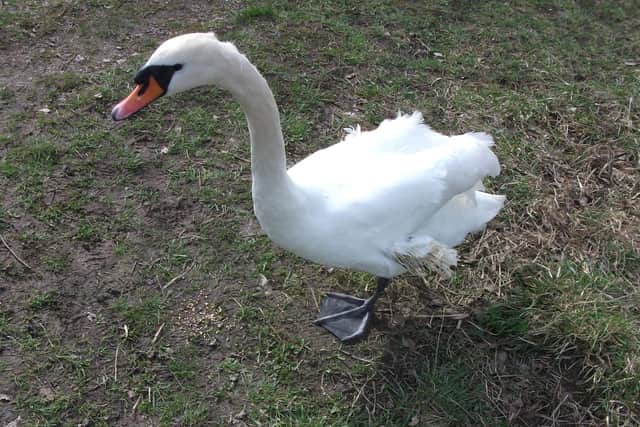 This swan in Graves Park, Sheffield, has a deformity called angel wing, which means it will never fly again and is believed to have been caused by people feeding it too much bread (pic: Friends of Graves Park)