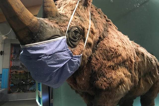 Woolly mammoths are one of the best known prehistoric creatures but it's not often you get to see a woolly mammoth. Spike, pictured here wearing a giant face mask during Covid restrictions, is one of the most popular attractions at Weston Park Museum in Sheffield, welcoming visitors there some 10,000 years after his species was consigned to history. One of Weston Park Museum's other unique exhibits is a pair of pants worn by Sheffield's own Michael Palin on his Pole to Pole trip.