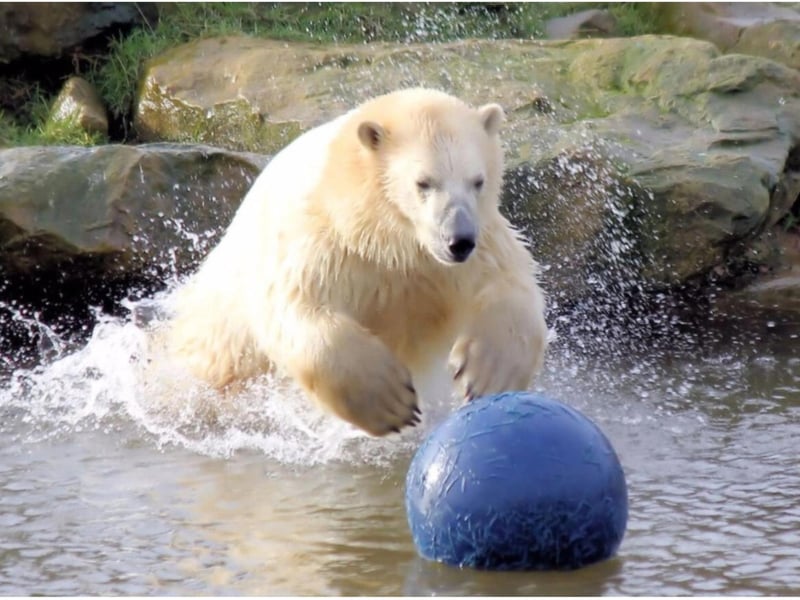 The Yorkshire Wildlife Park is an immense source of pride for many.