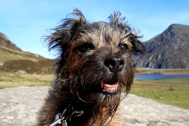 Roxie Riley is a border terrier and owner Paula Riley says that she has been loving her long walks, she's keeps getting fitter and fitter to say she's eight years old and she never stops.