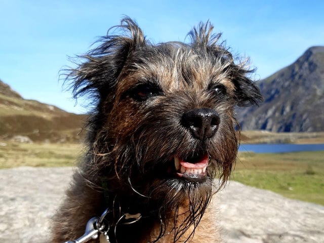 Roxie Riley is a border terrier and owner Paula Riley says that she has been loving her long walks, she's keeps getting fitter and fitter to say she's eight years old and she never stops.