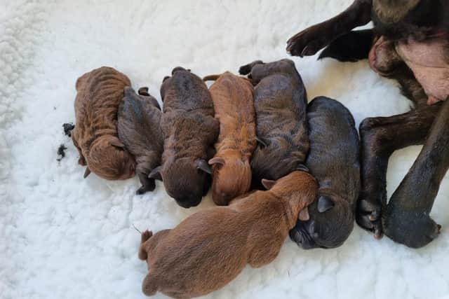 Helping Yorkshire Poundies has shared an update on Dora the Patterdale after she gave birth to seven healthy puppies.
