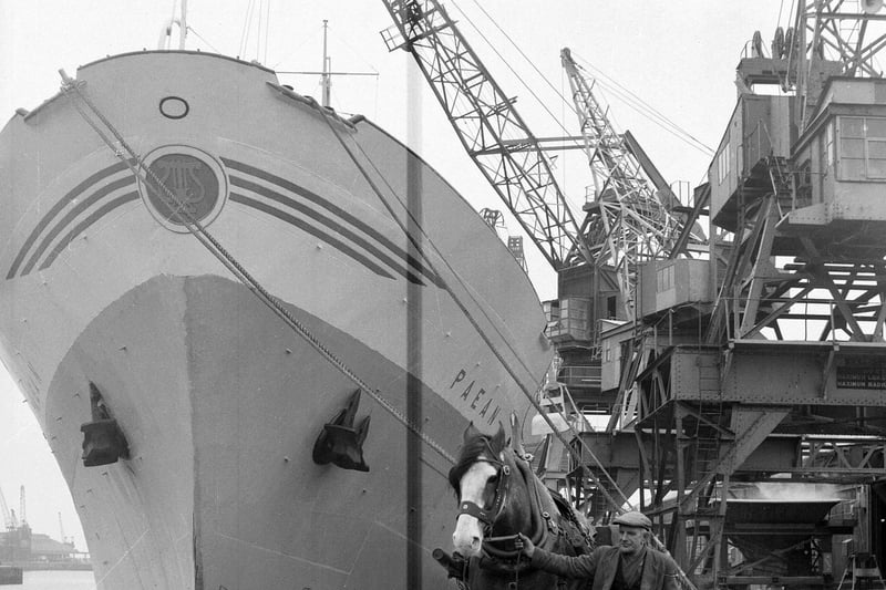 Charlie was the last horse working at Leith Docks -  pictured here with driver Willie Nolan in the shadow of a ship in April 1963.
