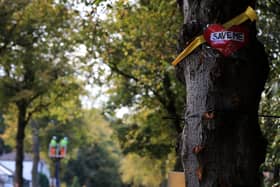 Sheffield Council is installing a plaque for tree campaigners as part of its apology for lying to the public, causing harm and destroying public trust throughout the scandal.