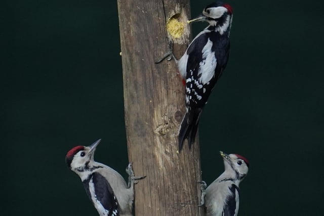 A trio of Great Spotted Woodpeckers feeding in my back garden