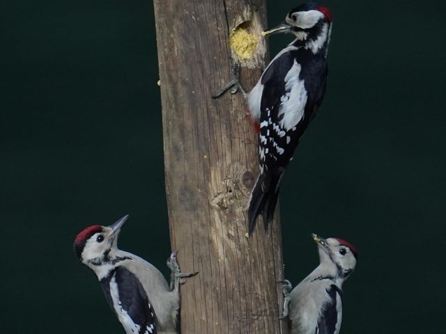 A trio of Great Spotted Woodpeckers feeding in my back garden