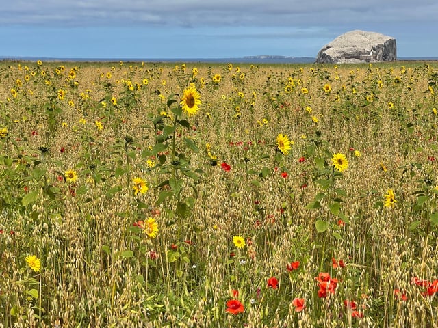 Sunflowers in front of Bass Rock