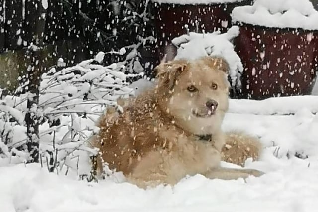 This dog looks like he is enjoying the weather.