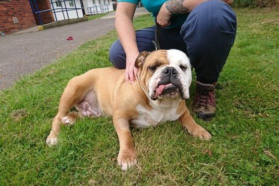 Mac is the dictionary definition of afternoon naps. Her favourite activity is relaxing in her bed enjoying a fuss. Mac isn't a very active dog, she will go for short walks but prefers laying on the sofa.