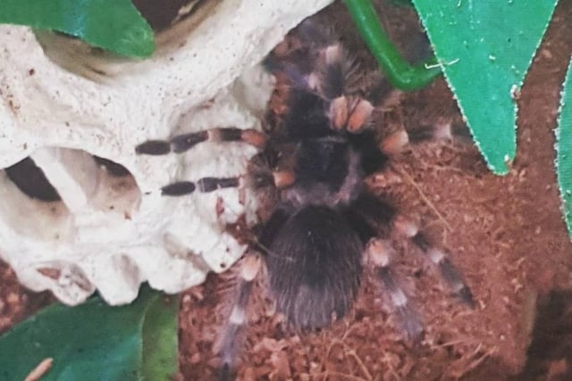 Squish the Mexican red knee tarantula, aged one.