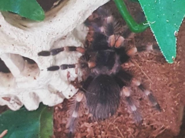 Squish the Mexican red knee tarantula, aged one.