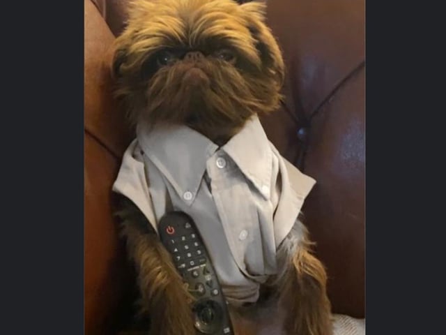 Proshka, who looks like Gizmo from Gremlins, now has a world wide following on the back of pictures posted on social media by his owner. Pictures: Stefani Doherty / https://www.instagram.com/griffy.girl/