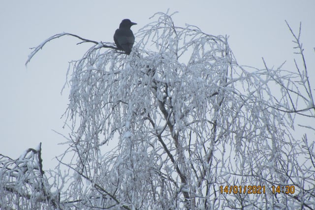 A crow at Rainworth surveys the white wonderland
