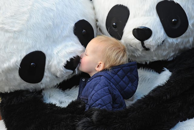 Honor Llewellin 2, getting a cuddle from the giant pandas on Princes Street, as giant pandas have descended on Edinburgh this weekend for the semi-finals of the Chengdu Pambassador competition, which offers a chance for four people to become global Pambassadors and tour the world with a message of conservation.