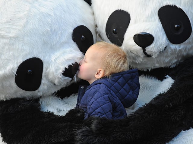 Honor Llewellin 2, getting a cuddle from the giant pandas on Princes Street, as giant pandas have descended on Edinburgh this weekend for the semi-finals of the Chengdu Pambassador competition, which offers a chance for four people to become global Pambassadors and tour the world with a message of conservation.