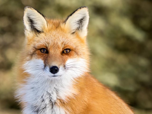 Insinuating, sly, cunning, specious, not altogether to be trusted. "Sly, cunning, like a fox."