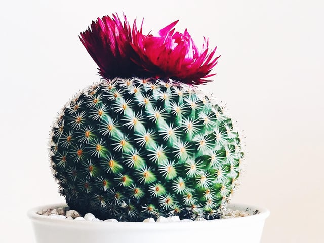 A cactus will purify the air and can even make you more productive – ideal if you’re working from home. Cacti are also very low maintenance – and in winter, hardly need watering at all.