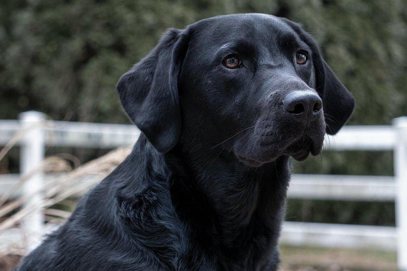 Two Labrador Retrievers were reported stolen in Merseyside in the last two years.