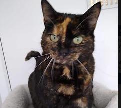 Betty unfortunately has not any interest shown in her - she is described as "a bit grumpy", but it's only because she's been waiting so long for her forever home. She needs to be the only cat in the household. Available from RSPCA