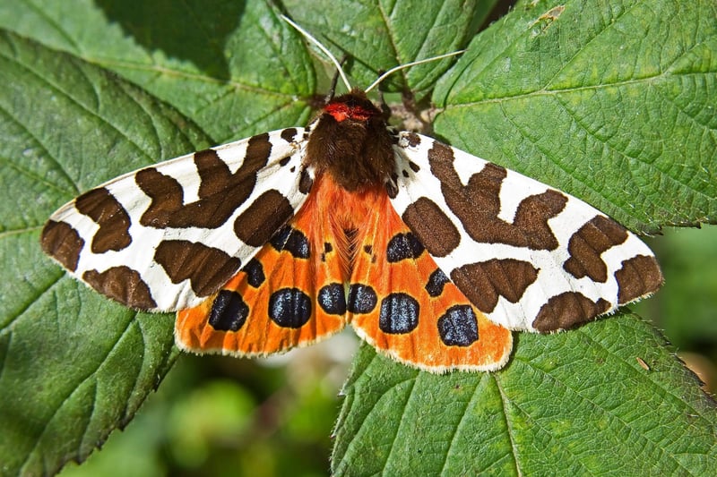 The most common - and prettiest - of the UK's six tiger moth species, the Garden Tiger is widespread across Scotland and is attracted to light at night. Their caterpillars are known as 'wooly bears' thanks to the thick brown fur that covers them.