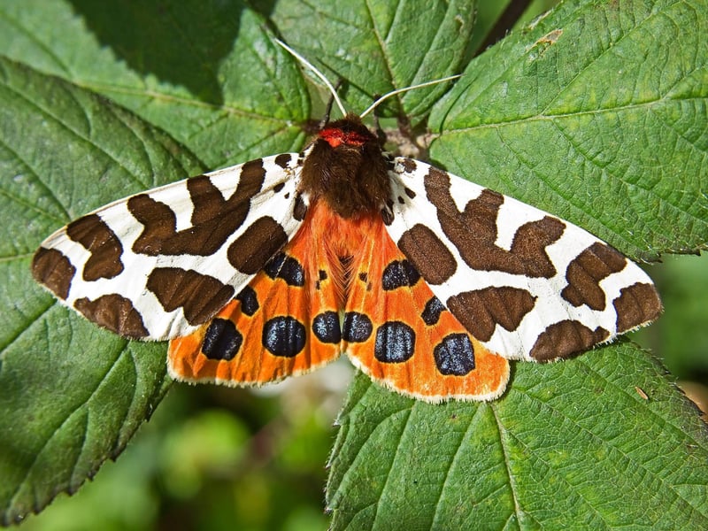 The most common - and prettiest - of the UK's six tiger moth species, the Garden Tiger is widespread across Scotland and is attracted to light at night. Their caterpillars are known as 'wooly bears' thanks to the thick brown fur that covers them.