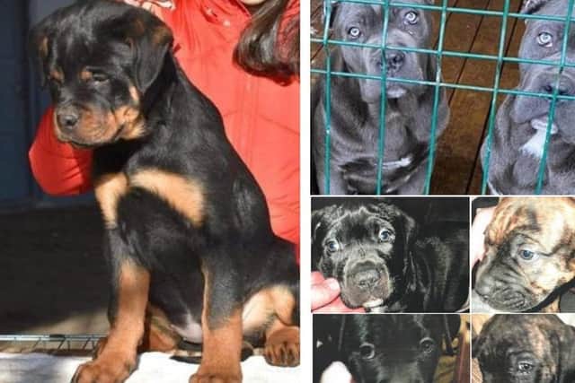 A number of dogs have been stolen in South Yorkshire over recent weeks