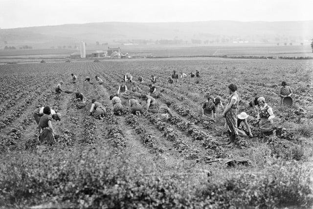 Pickers in the strawberry fields at Eassie, June 1935. Perth Museum and Art Gallery, D Wilson Laing Collection. Copyright Perth & Kinross Council 
.