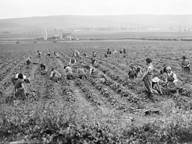 Pickers in the strawberry fields at Eassie, June 1935. Perth Museum and Art Gallery, D Wilson Laing Collection. Copyright Perth & Kinross Council
.