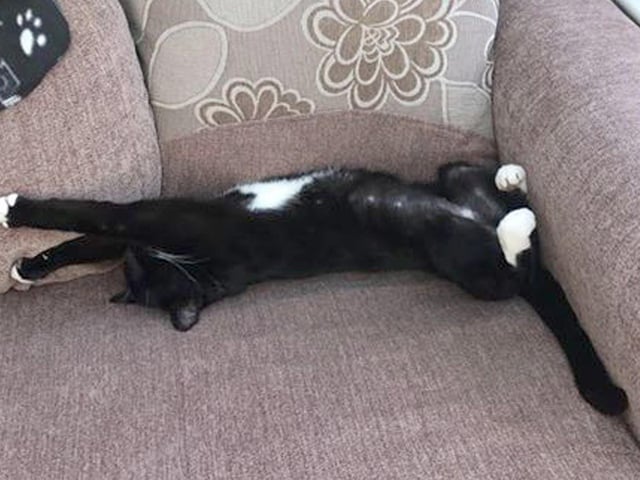 Mary Scobell, from Fareham, sent in this picture of her cat called Catcat, who looks sick of lockdown.
