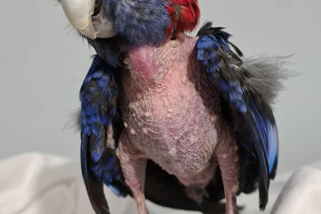 A Crimson Rosella parrot, called Princess, was rescued by the RSPCA after she was abandoned at a bus stop in Catcliffe, near Rotherham.