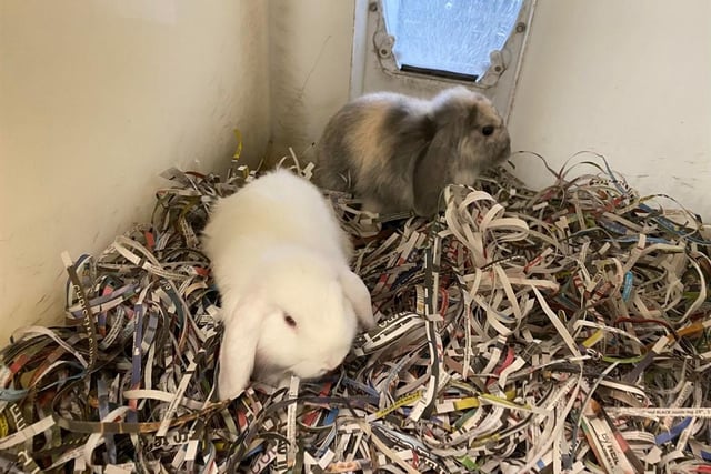 Hipperty and Hopperty are a bonded pair of bunnies so would like to be rehomed together. They love chomping their veggies and exploring the world. Since they are a young pairing, they would benefit from owners who understand their extra needs.
