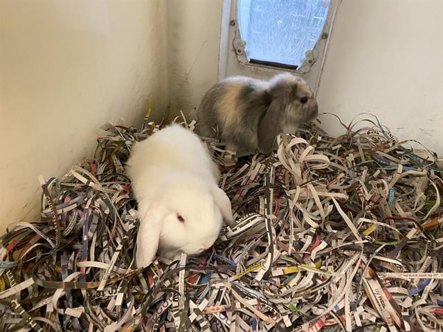 Hipperty and Hopperty are a bonded pair of bunnies so would like to be rehomed together. They love chomping their veggies and exploring the world. Since they are a young pairing, they would benefit from owners who understand their extra needs.