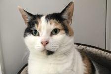 Eight year old female Purdy is the centre's longest stay and is a staff favourite.  She would prefer an adult-only home.