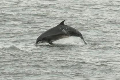 The RSPB says dolphins like to take advantage of the UK's clean waters and the variety of fish in warmer months.