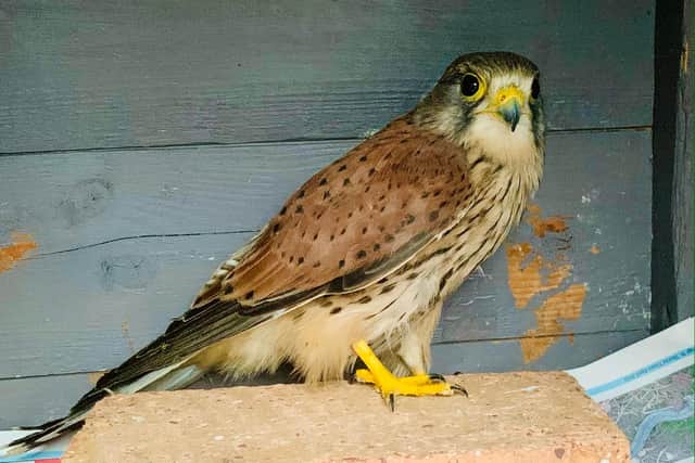 Rescued kestrel all cleaned up and ready to go.
