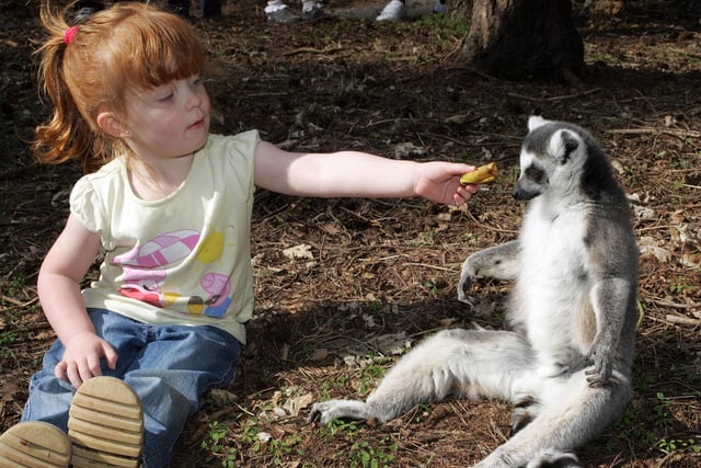 Three-year-old Davina Garner from Doncaster gets pally with a Ring-tail Lemur in 2009