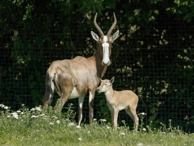 Blesbok