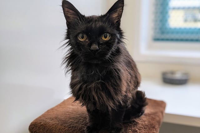 Bryan is a Domestic Medium Hair and is 12-years-old. He is a sensitive older cat blessed with a lovely nature.