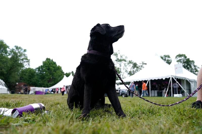 Labrador retrievers were the most popular dog breed in the south east in 2020. Picture: TIMOTHY A. CLARY/AFP via Getty Images