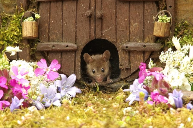 Simon Dell took this fantastic photo of a mouse in his garden where he has built a small village to keep them safe from cats.
