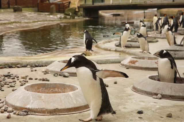 Edinburgh Zoo is home to three species of penguin and over 100 individuals.