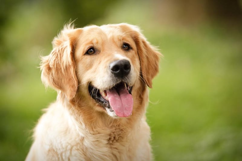 In 10th place on the list is the Golden retriever, with 1,733 purchased through lockdown.