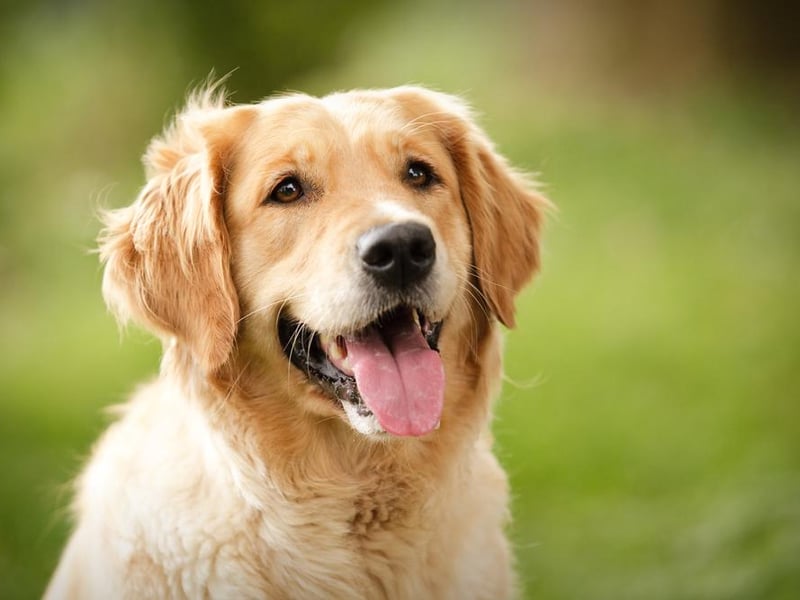 In 10th place on the list is the Golden retriever, with 1,733 purchased through lockdown.
