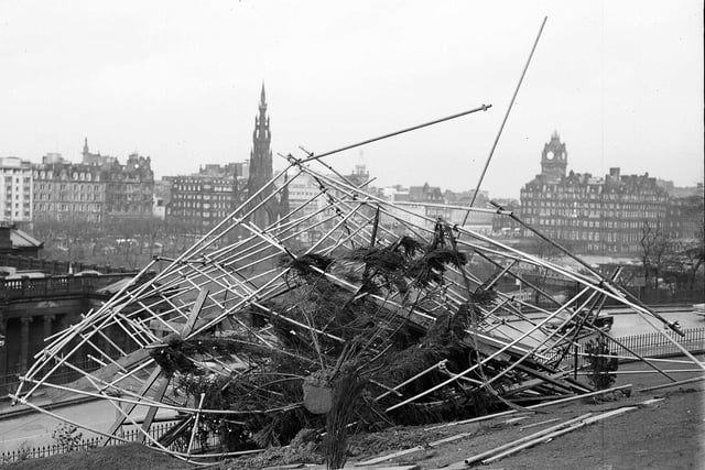 Norway's gift to Edinburgh, the Christmas tree at the Mound, is blown down by a gale in December 1962.