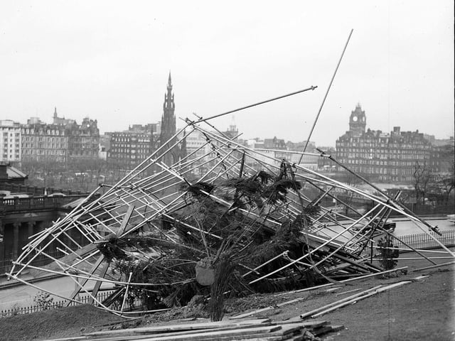 Norway's gift to Edinburgh, the Christmas tree at the Mound, is blown down by a gale in December 1962.