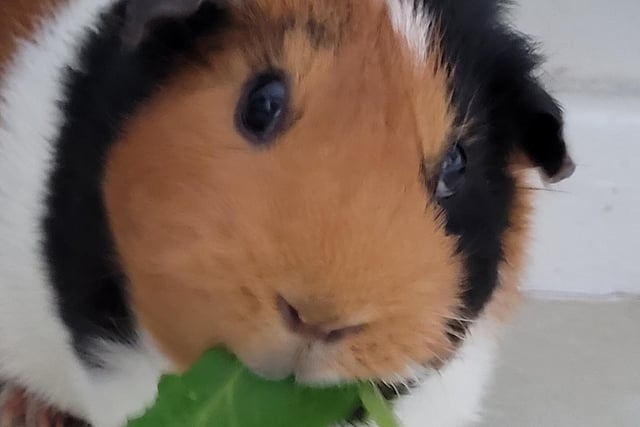 Maz Taylor shared this photo of her guinea pig.
