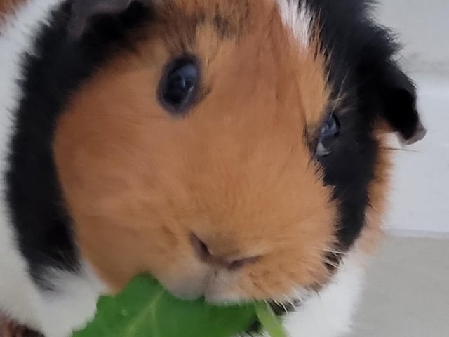 Maz Taylor shared this photo of her guinea pig.
