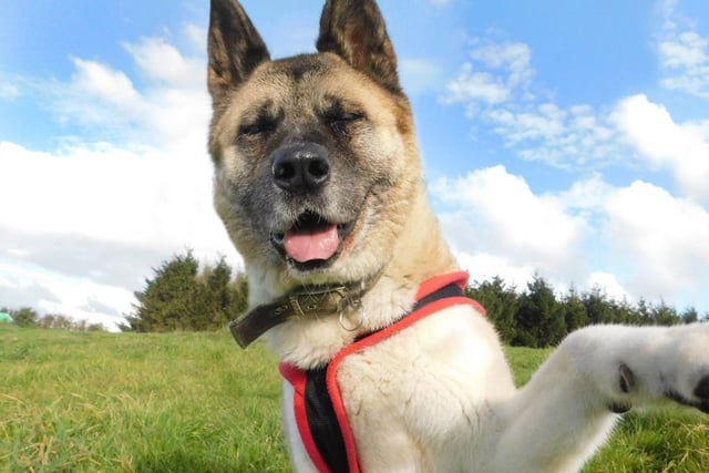 Tasha is very friendly with everyone she meets and loves being around people. However, she isn’t as keen on other dogs so she needs to be walked in quieter areas, and will require a little patience as she settles into her new home. Breed: Akita.