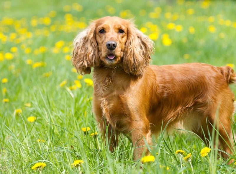 Cocker spaniels were the third most popular breed. They are described by the charity People's Dispensary for Sick Animals (PDSA) as "lively dogs who love to play" whose tails are always wagging.