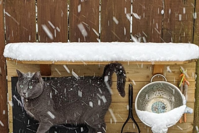 Orla Kitty enjoys the snow.